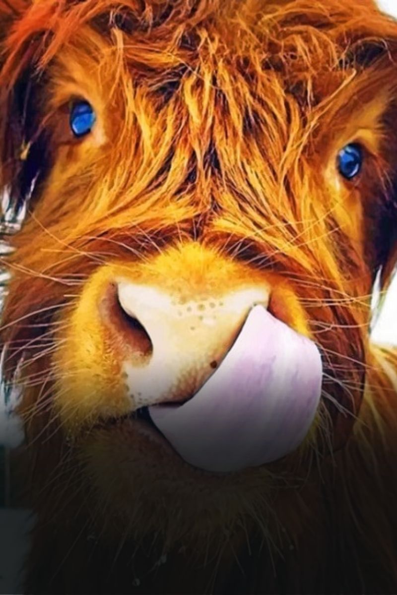 Cow Collection - Paint by numbers