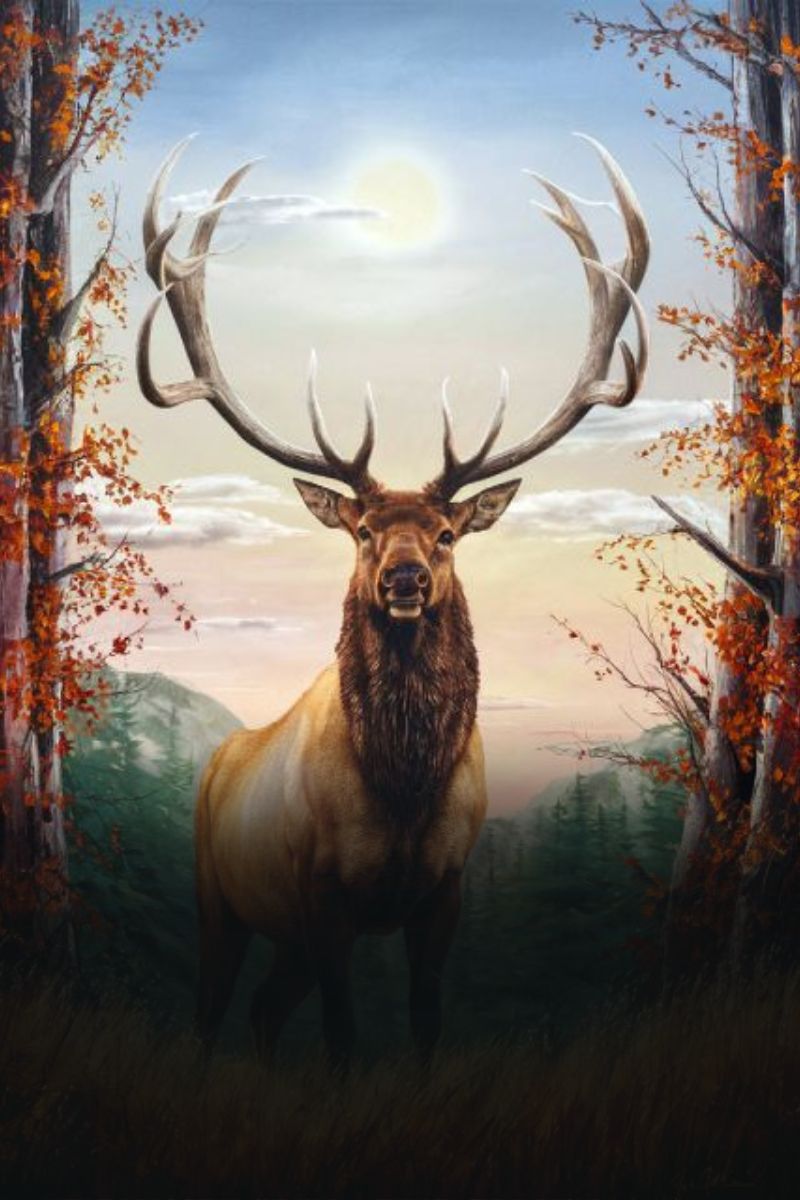 Deer Collection - Paint by numbers