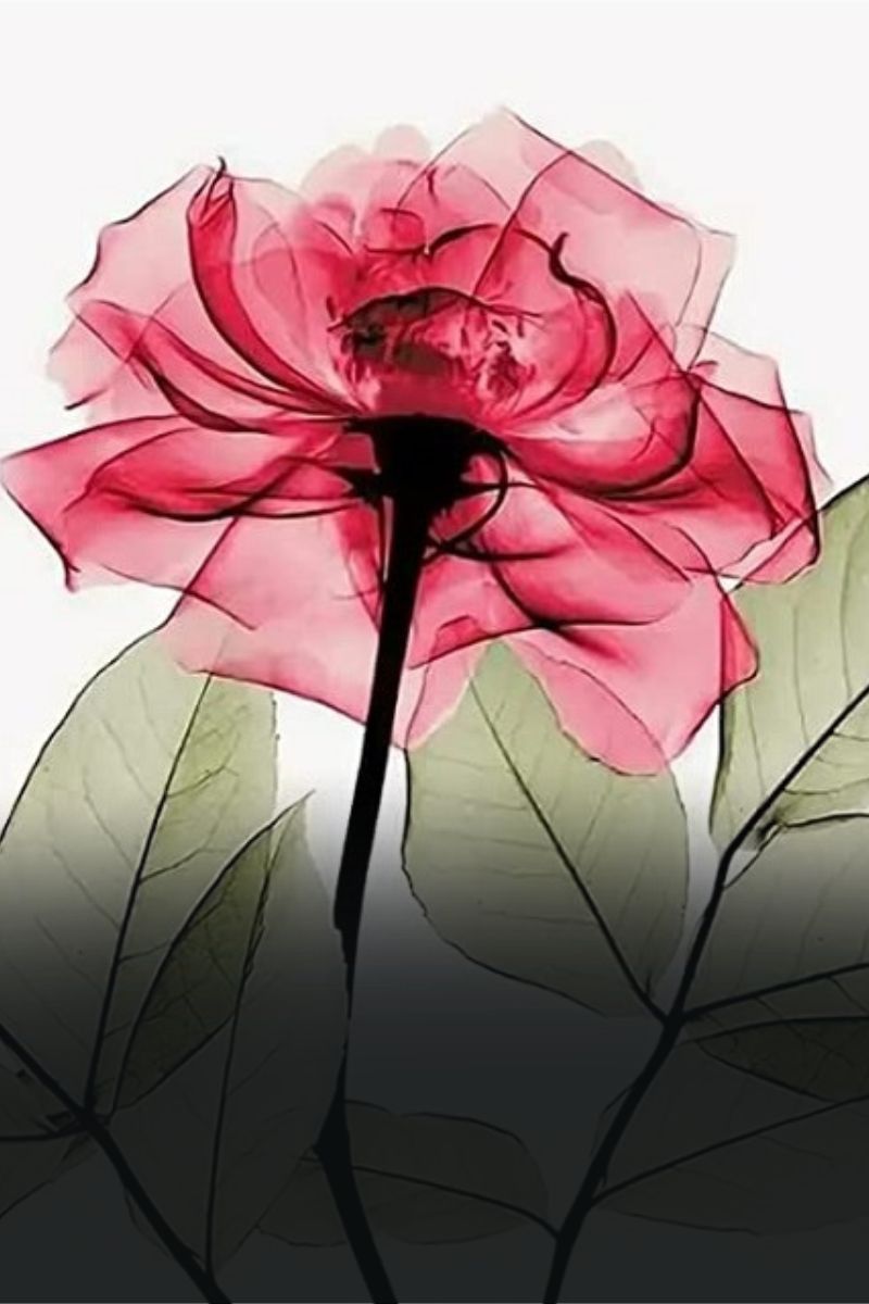 Rose Collection - Paint by Numbers