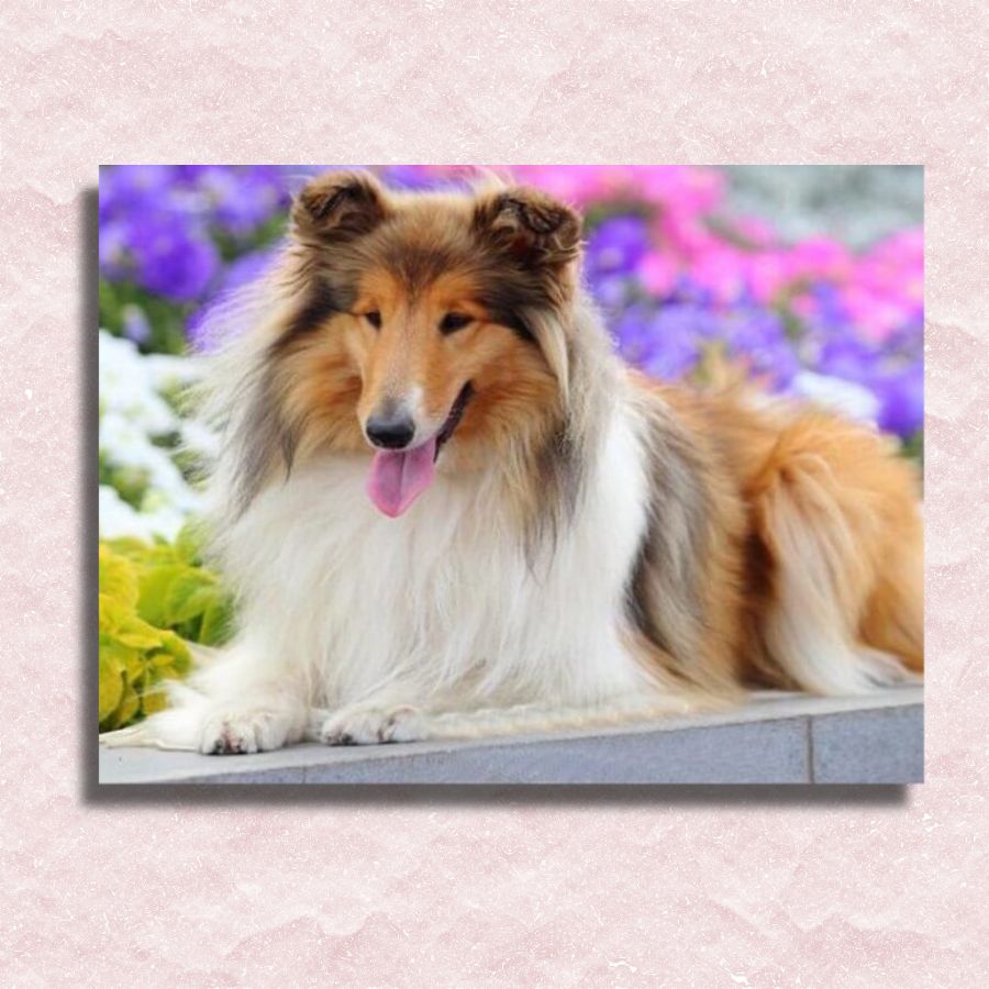 Rough Collie Canvas - Paint by numbers