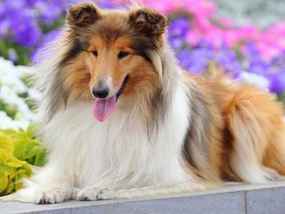 Rough Collie - Paint by numbers