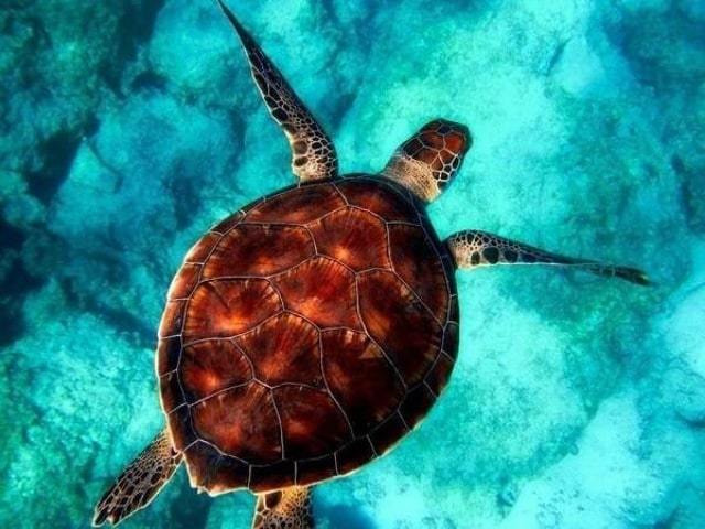Sea Turtle - Paint by numbers