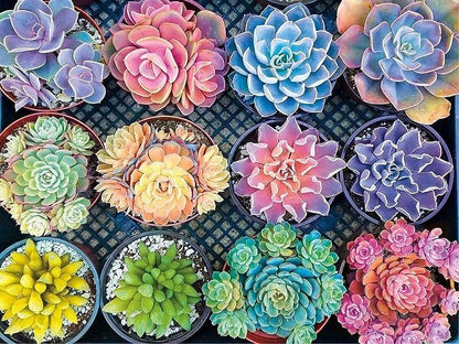 Succulents of all Colors - Paint by numbers