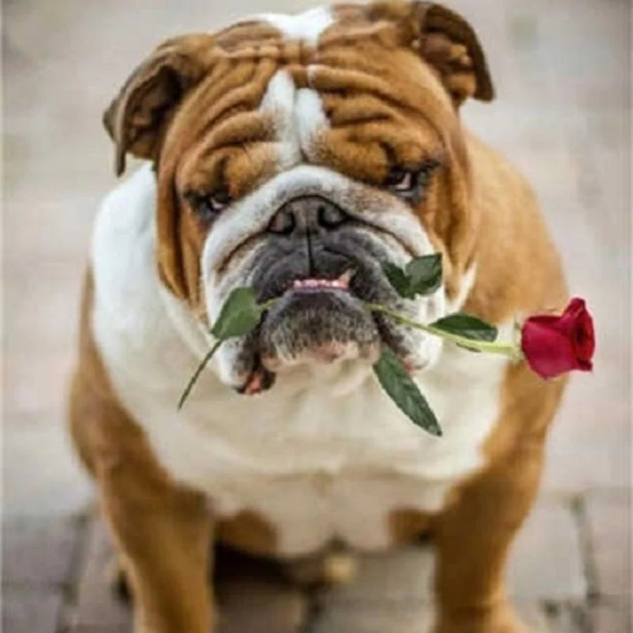 Dog Paint by Numbers Kits – Painting By Numbers Shop