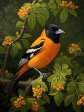 Load image into Gallery viewer, Baltimore Oriole - Paint by numbers

