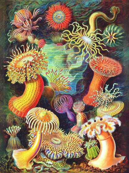 Ernst Haeckel - Actiniae - Paint by numbers