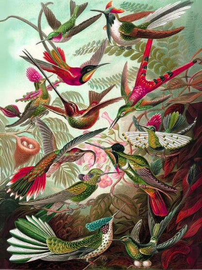 Ernst Haeckel - Trochilidae - Paint by numbers