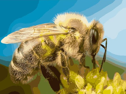 Honey Bee - Malen-nach-Zahlen-Shop