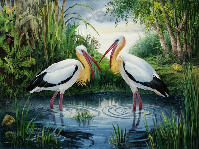 Ibis Birds - Painting by numbers shop