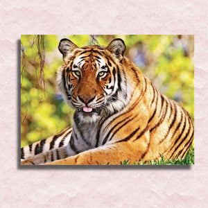 Tiger Canvas - Painting by numbers shop