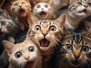 Crazy Cats Group Malen nach Zahlen