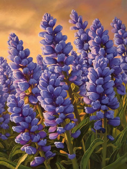 Heavenly Bluebonnet Flowers - Paint by numbers