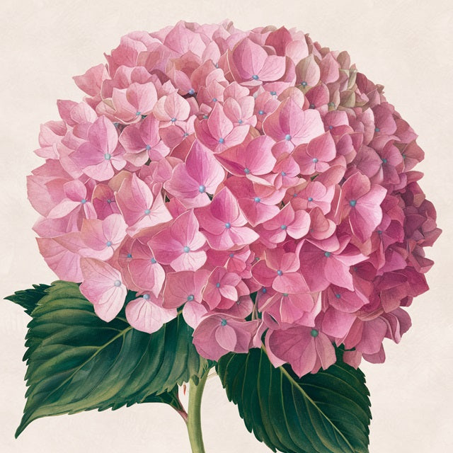 Mini Pink Hydrangea - Paint by numbers