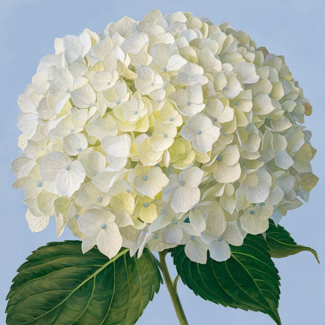 Mini White Hydrangea - Paint by numbers