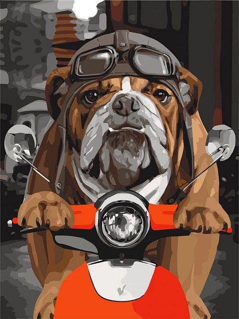 Bulldogge auf Motorrad - Malen-nach-Zahlen-Shop