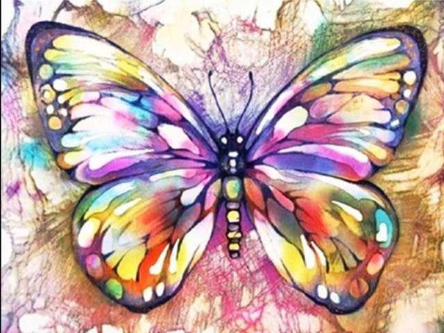 Colorful Butterfly - Painting by numbers shop