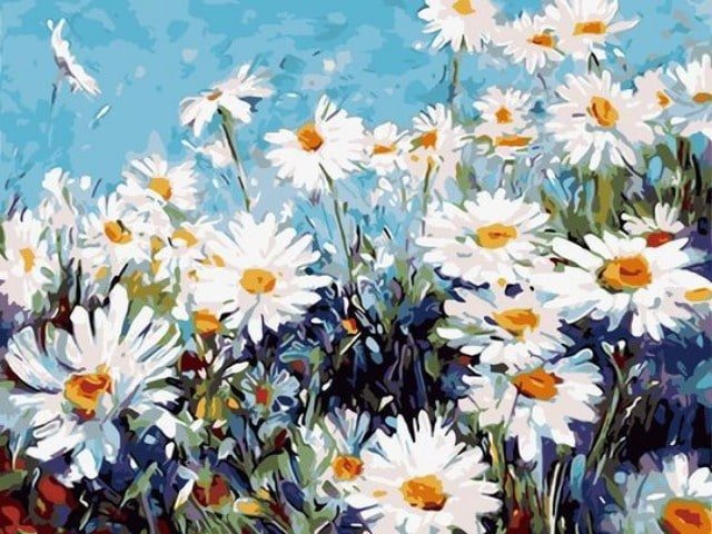 Daisies - Painting by numbers shop