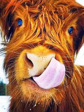 Laad afbeelding in Gallery viewer, Highland Cow - Schilderen op nummer winkel