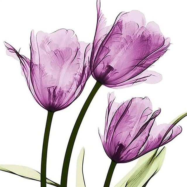 Mini Violet Tulips - Painting by numbers shop