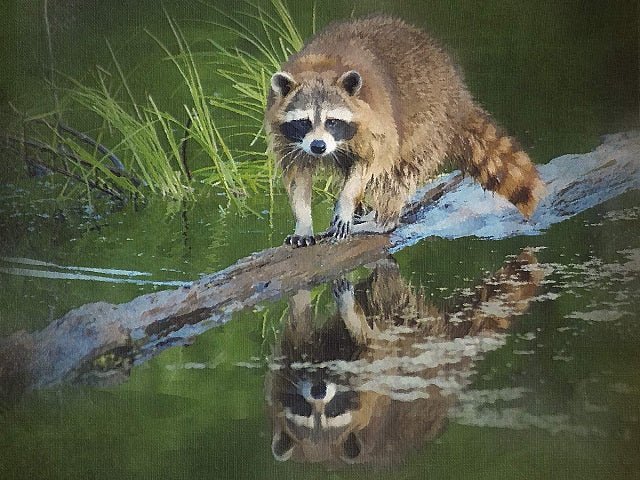 Raccoon Reflection - Painting by numbers shop