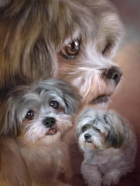 Shih Tzu - Paint by numbers