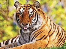 Laad afbeelding in Gallery viewer, Tiger - Schilderen op nummer winkel