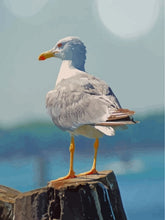 Laad afbeelding in galerijviewer, White Seagull Paint by numbers