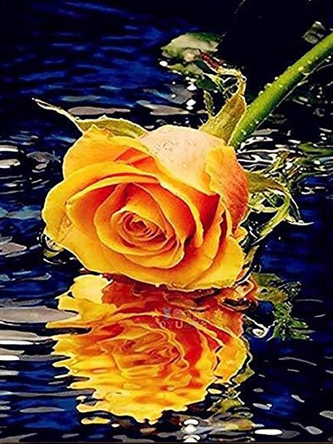 Yellow Rose - Painting by numbers shop